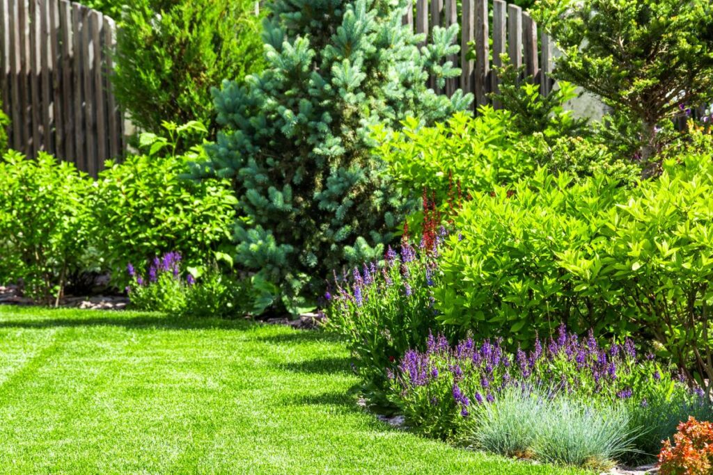 A lush garden with a manicured green lawn, vibrant purple flowers, dense green shrubs, and various evergreen trees. A wooden fence runs along the background, partially shaded by the foliage. Sunlight highlights the healthy greenery throughout.