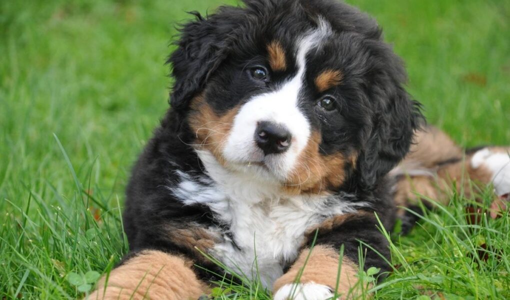 A fluffy Bernese Mountain Dog puppy with black, white, and brown fur lies on green grass, looking up with a curious expression. The puppy's front paws are stretched forward and its head is slightly tilted.