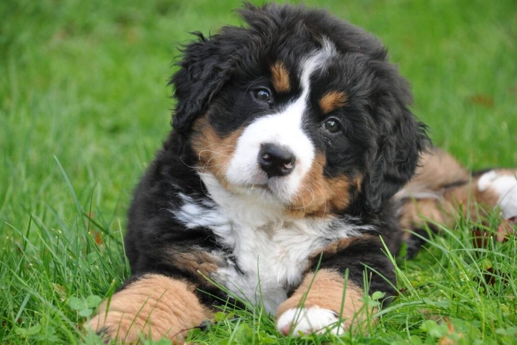 A fluffy Bernese Mountain Dog puppy with black, white, and brown fur lies on green grass, looking up with a curious expression. The puppy's front paws are stretched forward and its head is slightly tilted.