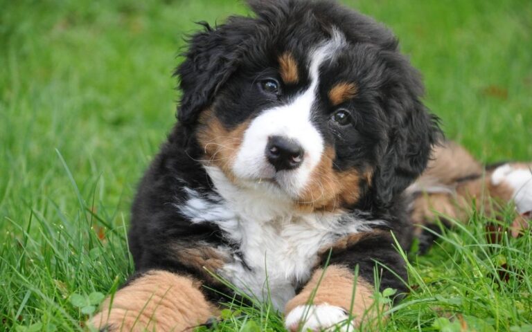 A fluffy Bernese Mountain Dog puppy with black, white, and brown fur lies on green grass, looking up with a curious expression. The puppy's front paws are stretched forward and its head is slightly tilted.