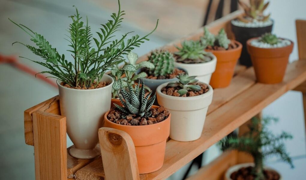 A variety of small potted succulents and cacti sit on a wooden plant stand. The pots are different sizes and colors, including white, terracotta, and black. The background is blurred, focusing attention on the plants.