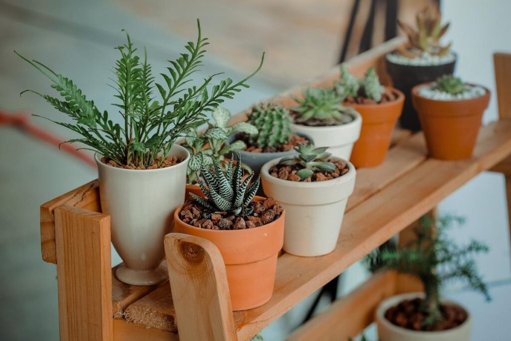 A variety of small potted succulents and cacti sit on a wooden plant stand. The pots are different sizes and colors, including white, terracotta, and black. The background is blurred, focusing attention on the plants.