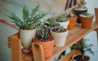 A variety of small potted succulents and cacti sit on a wooden plant stand. The pots are different sizes and colors, including white, terracotta, and black. The background is blurred, focusing attention on the plants.