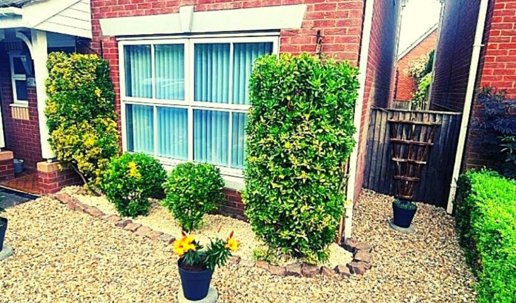Front of a brick house with a large window, bordered by trimmed green bushes and small shrubs. Yellow flowers in a pot sit on gravel, and a narrow passage with a gate and potted plant runs between the house and a tall hedge.
