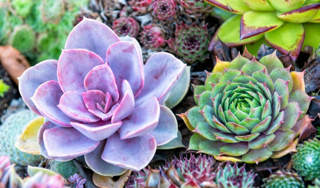 A close-up of various succulents, including a large purple-tinged echeveria on the left and a green rosette-shaped succulent on the right, surrounded by smaller, colorful succulents with spiky and rounded leaves.