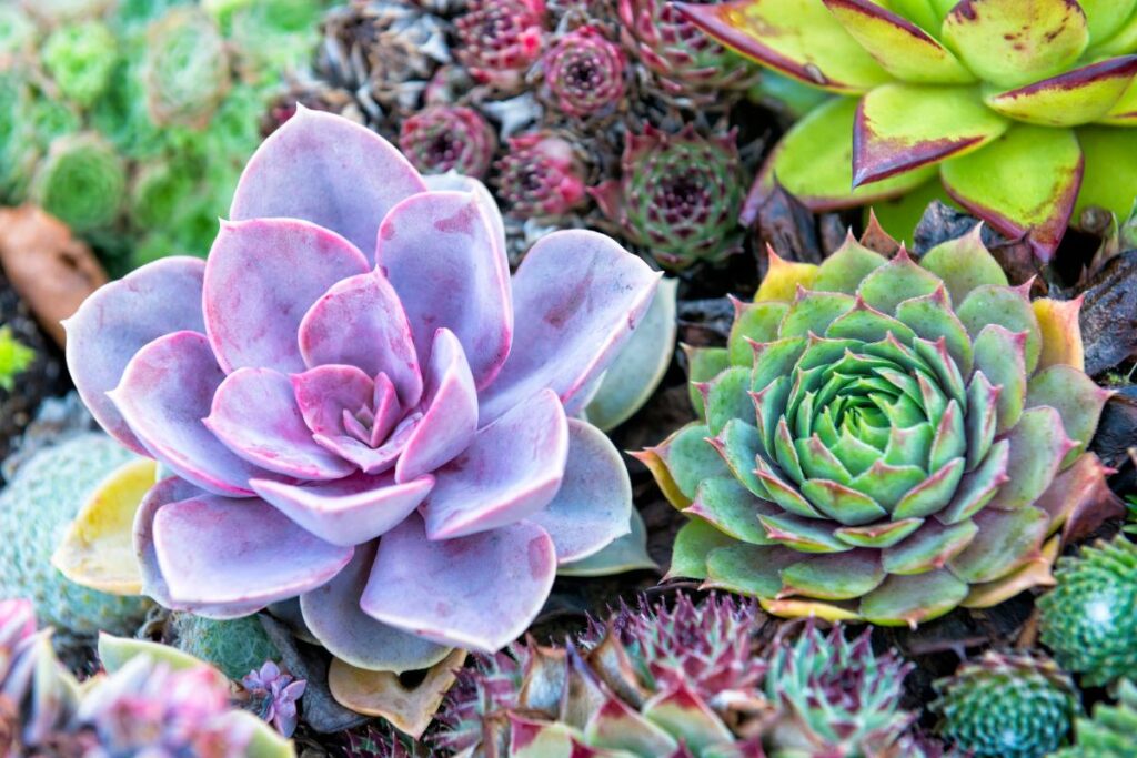 A close-up of various succulents, including a large purple-tinged echeveria on the left and a green rosette-shaped succulent on the right, surrounded by smaller, colorful succulents with spiky and rounded leaves.