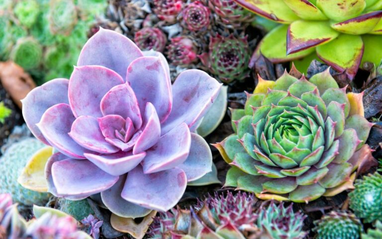 A close-up of various succulents, including a large purple-tinged echeveria on the left and a green rosette-shaped succulent on the right, surrounded by smaller, colorful succulents with spiky and rounded leaves.