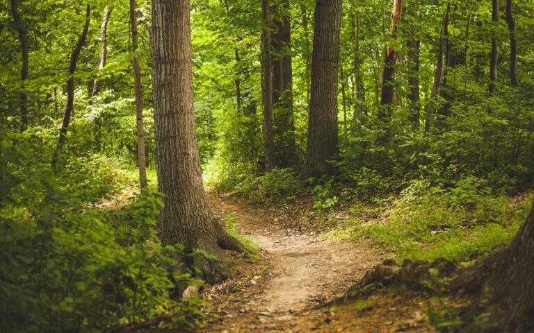 A narrow dirt path winds through a dense, green forest with tall trees, lush undergrowth, and sunlight filtering through the leafy canopy, casting dappled shadows on the ground. The scene appears peaceful and inviting for a walk.