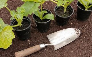 Four small vegetable seedlings in black plastic pots are lined up on dark, loose soil. In front sits a metal garden trowel with a wooden handle, resting on the soil—perfect for starting your own vegetable garden.